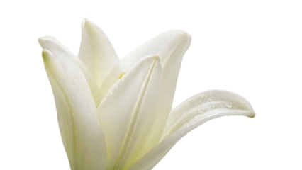 White lily flower bud with water droplets on petals against black background