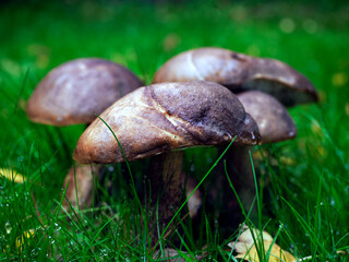 Koźlarz babka (Leccinum scabrum) grzyb rosnący na łące w sąsiedztwie lasu.  © JDziedzic