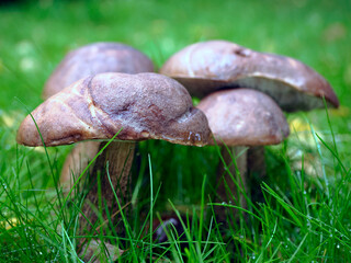 Koźlarz babka (Leccinum scabrum) grzyb rosnący na łące w sąsiedztwie lasu.  © JDziedzic