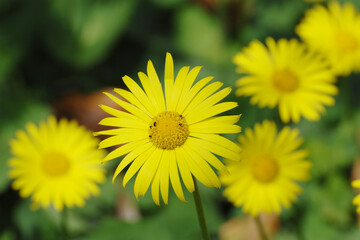 Gämswurz, Österreichische Gämswurz, Doronicum austriacum