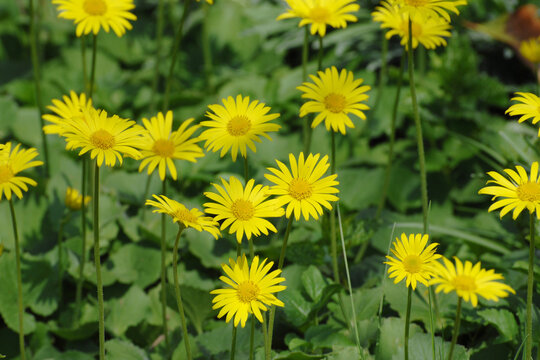 G&auml;mswurz, &Ouml;sterreichische G&auml;mswurz, Doronicum austriacum