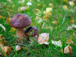 Koźlarz babka (Leccinum scabrum) grzyb rosnący na łące w sąsiedztwie lasu. 