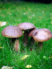 Koźlarz babka (Leccinum scabrum) grzyb rosnący na łące w sąsiedztwie lasu. 