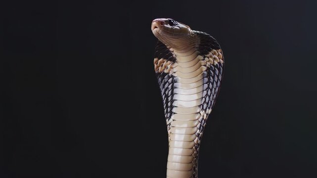 Close-up of a cobra with its hood raised against a dark background