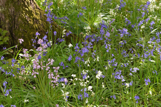 
Atlantische Hasengl&ouml;ckchen, Hyacinthoides non-scripta