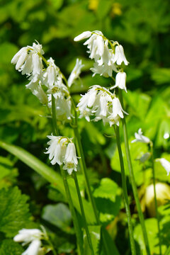 
Atlantische Hasengl&ouml;ckchen, Hyacinthoides non-scripta