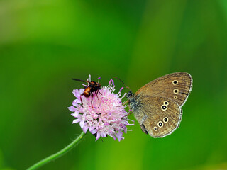 Owocniki Koralówki strojnej (Ramaria formosa) kształtem przypominają egzotyczne rafy koralowe.