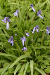 
Atlantische Hasengl&ouml;ckchen, Hyacinthoides non-scripta