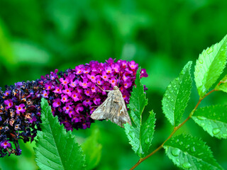 Kwiaty Budleji Davida, (Buddleja davidii)  i odwiedzające je motyle. Budleja, krzew który jest ozdobą ogrodu i radością dla motyli © JDziedzic