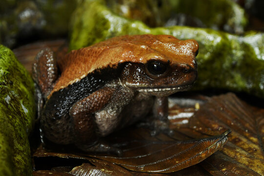 Colombian giant toad, also known as Blomberg's toad, (Rhaebo blombergi), one of the world's largest amphibians and critically endangered
