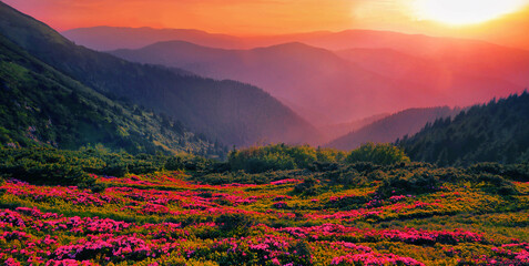 unbelievable blooming red pink rhododendrons flowers, spectacular morning dawn scene in mountains...exclusive - this image is sell only on Adobe stock © Rushvol