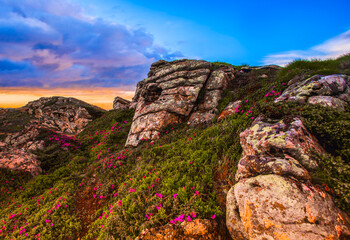 captivating blooming red pink rhododendrons flowers, spectacular morning dawn scene in mountains...exclusive - this image is sell only on Adobe stock