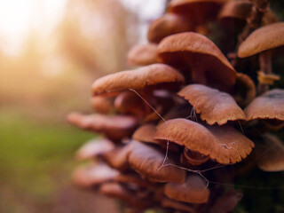 A close up of a cluster of mushrooms with a spider web in the middle. The mushrooms are brown and appear to be growing on a tree. The spider web adds a sense of mystery and intrigue to the scene