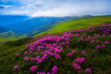 stunning blooming red pink rhododendrons flowers, spectacular morning dawn scene in...
