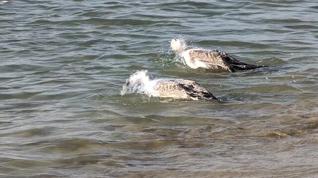Deux go&eacute;lands profitent d'une baignade matinale au bord de la mer.
