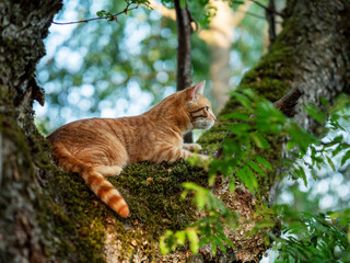 Brave ginger cat hunting birds high on a tree. Warm sunny day. Pet predator waiting for prey.