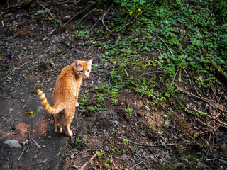 Cute ginger cat on a soil and grass surface. Rural country pet.