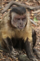 Tufted Capuchin Monkey,: Robust Capuchin Monkey (Sapajus Apella)
