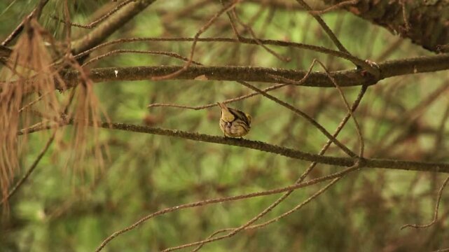 European Serin