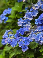 Blue hydrangea flowers blooming in a vibrant garden