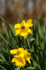 Fototapeta premium Bright yellow daffodil with bumblebee. Spring and Easter concept.