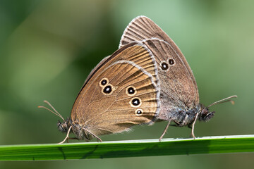 Close-up of two butterflies, two brown woodpeckers (Aphantopus hyperantus) mating. The butterflies are sitting on a blade of grass. The background is green with space for text.