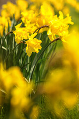 Obraz premium lush blooming flowers spring daffodils. Easter and spring concept.