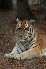 Bengal Tiger (Panthera Tigris Tigris)