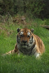 Bengal Tiger (Panthera Tigris Tigris)