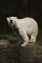 Captivating Polar Bear with Wet White Fur Standing on a Large Rock, Looking Forward in its Natural-looking Habitat