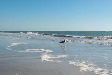 A long, empty, unspoiled sandy beach with rolling, calm waves moving onshore. There are patches of seaweed on the sand. The sky is blue, with a large seagull in view. The beach is scenic and hazy.