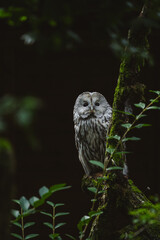 Wild Ural owl perching on a moss-covered tree trunk in a dark forest, looking forward.