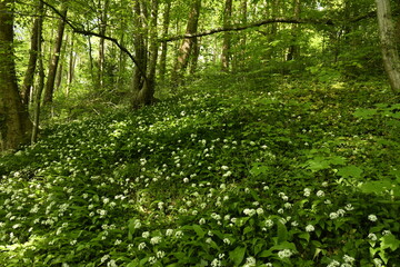 Obraz premium Forêt de fleurs à pétales fines dans la forêt au Tunnel des Amoureux à Écaussinnes-Lalaing (Soignies)