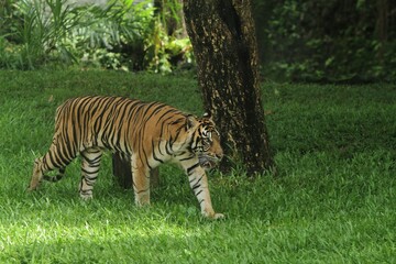 a sumatran tiger roaming the grass in the morning