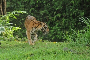 a sumatran tiger roaming the grass in the morning