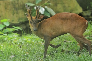 Side view of a wild muntiacus muntjak in the bushes while staring at the camera