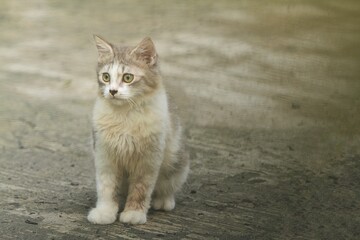 a common little cat is on standby observing the surroundings