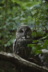 Great Grey Owl Perched on Branch in Green Forest Looking at Viewer