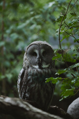 Great Grey Owl (Strix nebulosa) perched on a tree branch in a natural forest environment, looking directly at the viewer with its striking gaze.