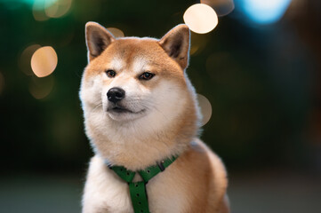 Shiba Inu dog portrait with colorful bokeh lights background closeup