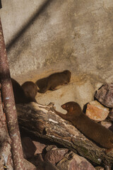 Dwarf mongoose resting on a log in a natural rock habitat