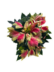real pink white novelty poinsettia png cutout