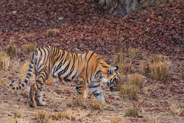 Bengal tiger in the forest