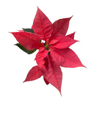 real pink poinsettia png cutout
