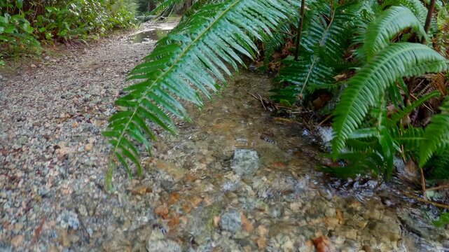 Water Flowing on a Lush Rainforest Path 4K UHD.A gimbal camera dolly shot in a lush, temperate rainforest of the Pacific Northwest. 4K UHD.
