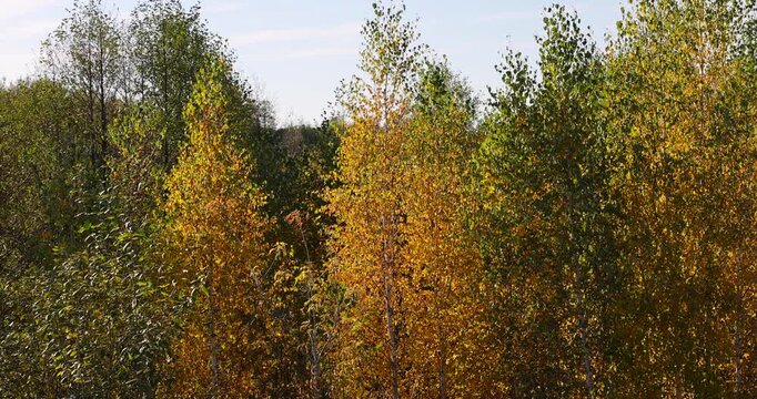 foliage of deciduous trees, yellow foliage of birch trees in the autumn season before sunset in the evening, beautiful foliage of trees before leaf fall