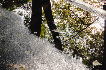 Abstract reflection of a tree with green leaves and sunlight in a shimmering puddle on the ground