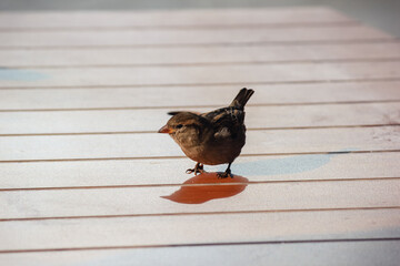 A small brown sparrow bird standing on a light wooden slatted table surface in soft sunlight
