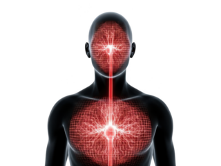 Human data isolated on transparent background