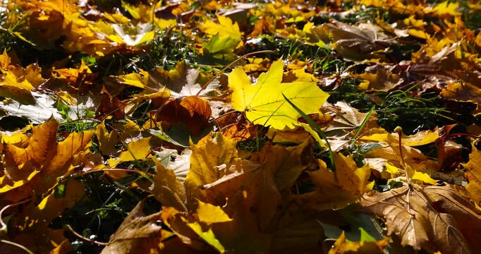 the yellow and orange foliage of trees brightly illuminated by sunlight after falling to the ground, sunrise in the park in autumn, beautiful autumn nature in the sunlight